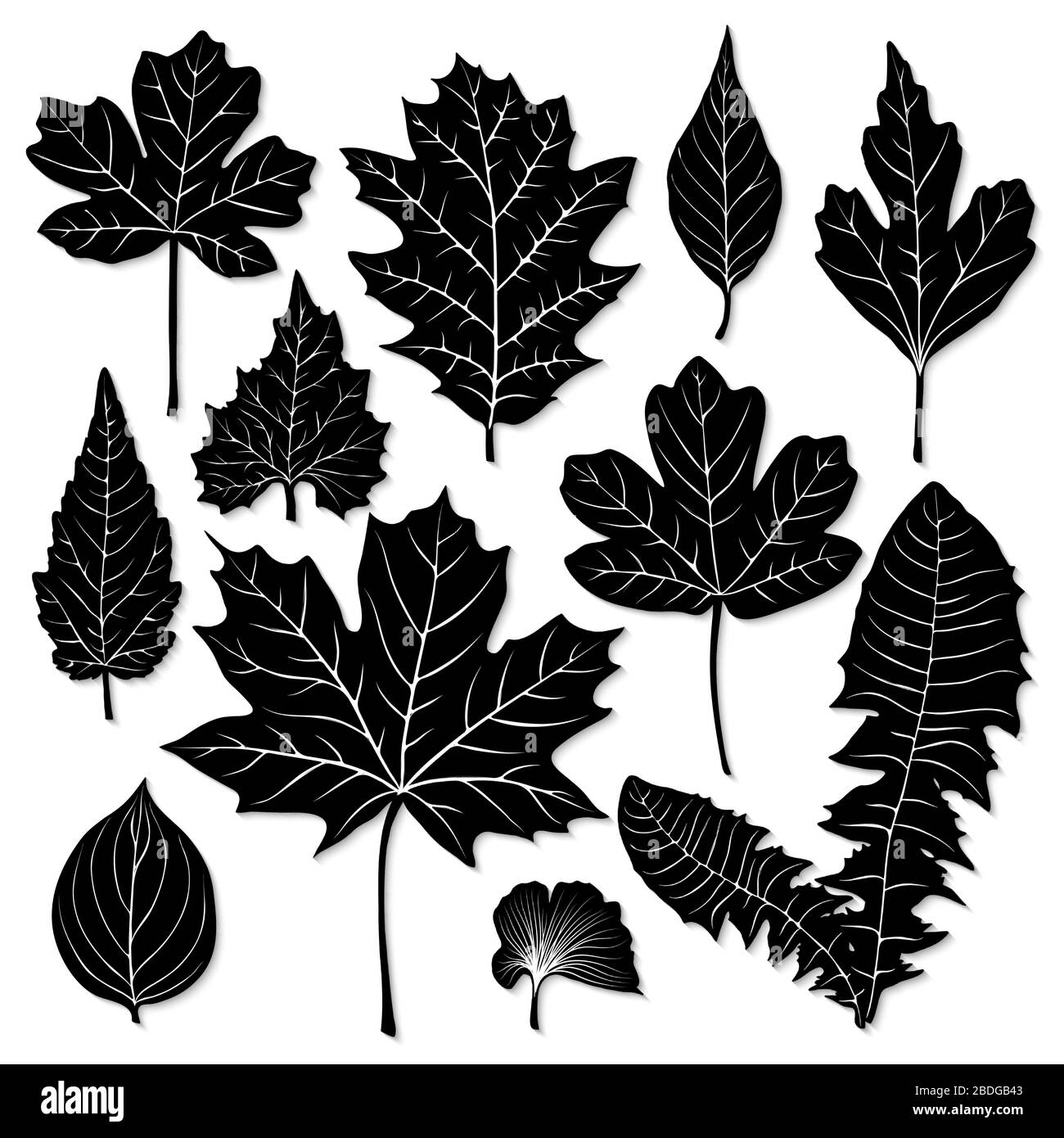 Vector leaves silhouette set on white background Stock Vector Image ...