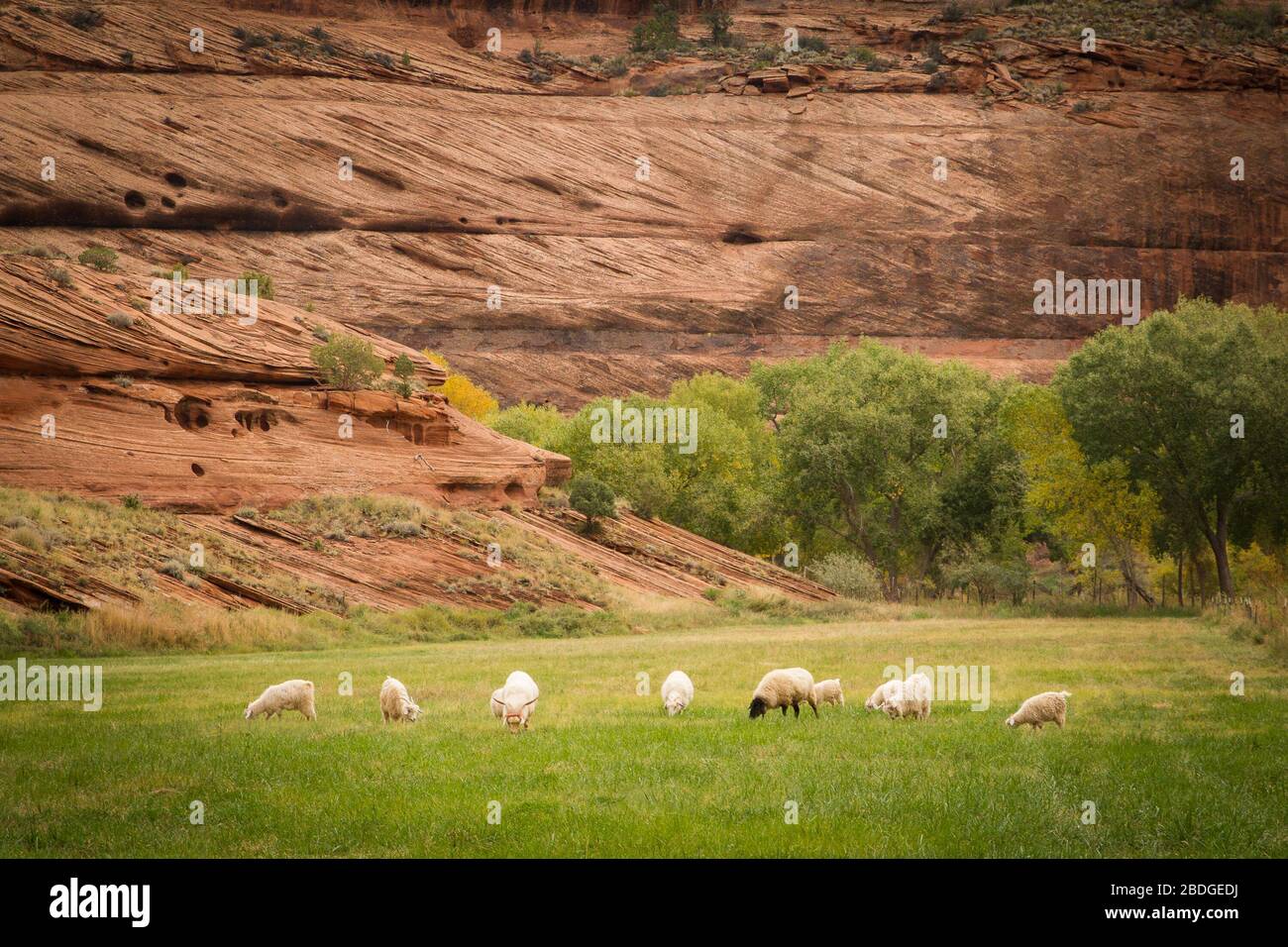 A flock of sheep and goats graze of green grass near a hogan in Canyon de Chelly on the Navajo Indian reservation in northern Arizona. Stock Photo