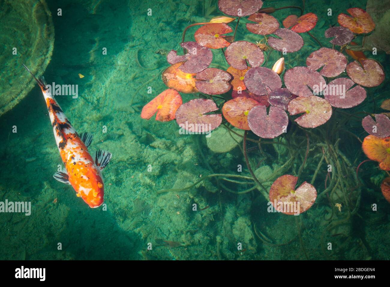 A single orange koi fish swims in an aquamarine pond near floating colored water plants at a Chinese cultural center in Phoenix, Arizona. Stock Photo