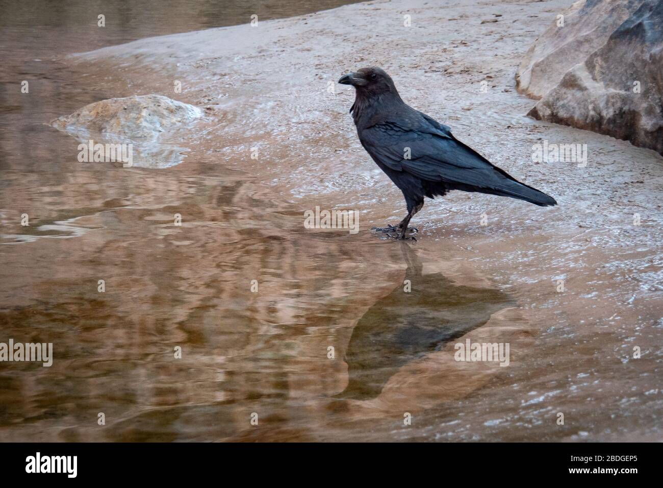 A single raven stands at the water's edge of the colorado river in grand canyon after pillaging a camp of river rafters. Stock Photo