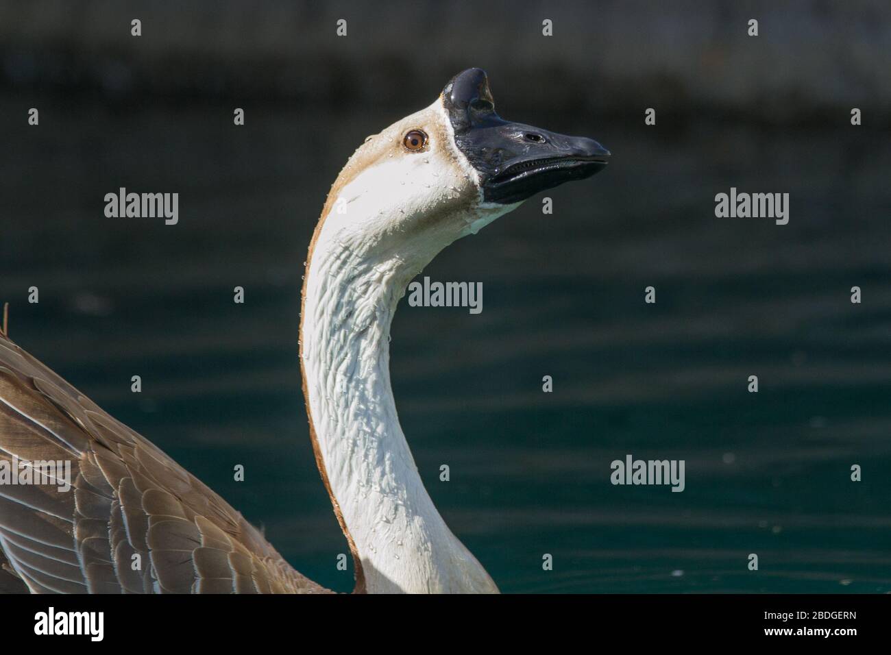 A single white and brown swan paddles in a pond at Encanto Park in Phoenix, Arizona dipping its head into the water searching for food. Stock Photo