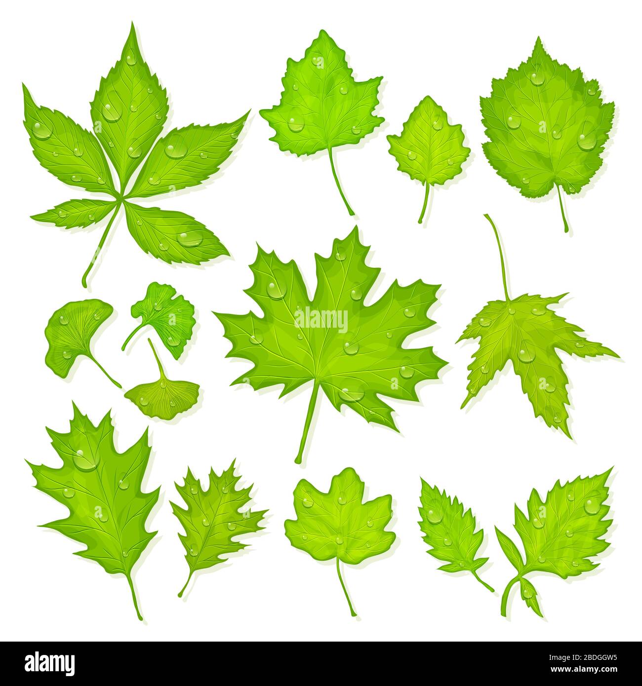 Green leaves with water drops on white background vector Stock Vector