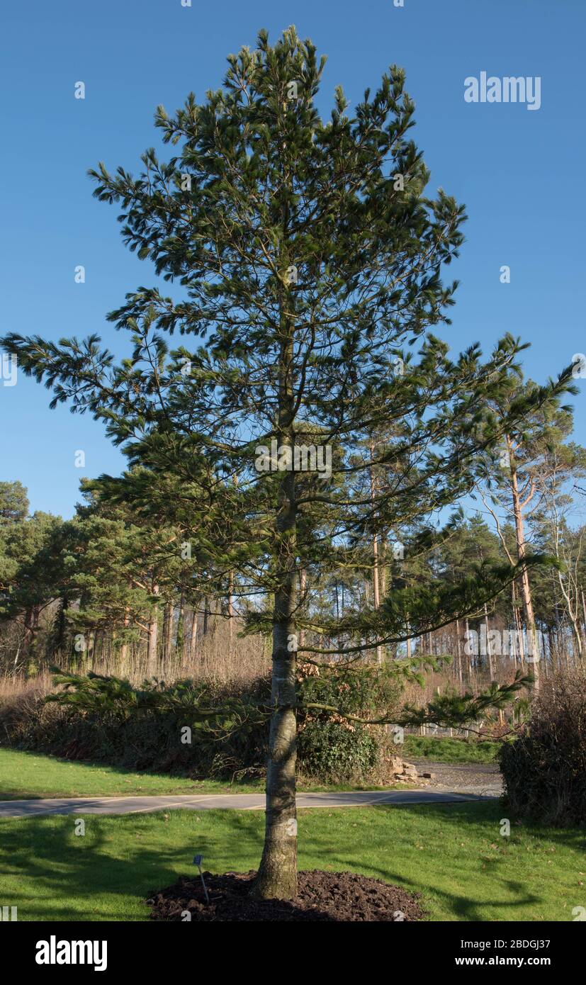 Evergreen Coniferous Balkan or Macedonian Pine (Pinus peuce) in a Park in Rural Devon, England, UK Stock Photo