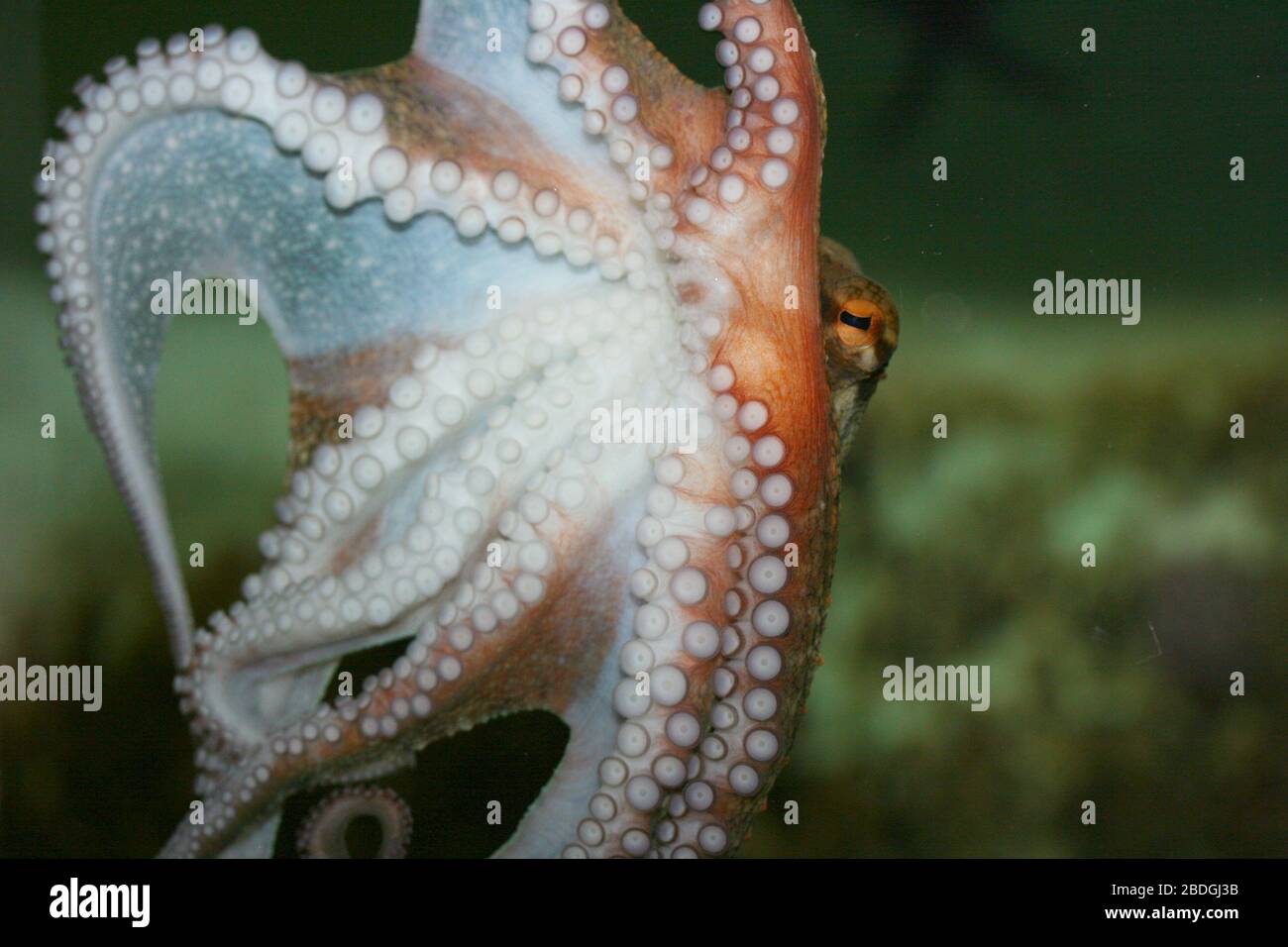 Detail view of a octopus (Octopoda)Detailansicht von einem Kraken (Octopoda) Stock Photo