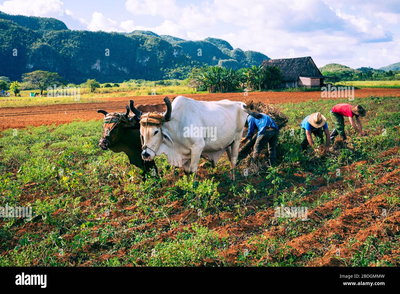 VINALES, CUBA - DECEMBER 14, 2019: Cuban farmer ploughing field with plough pulled by oxen on tobacco plantation.. The Vinales Valley (Valle de Vinale - Stock Image