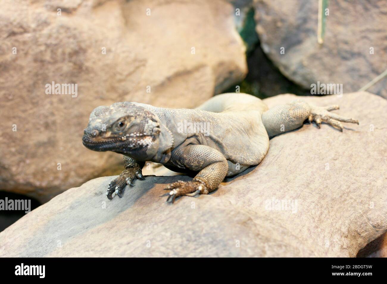 Echse hi-res stock photography and images - Alamy