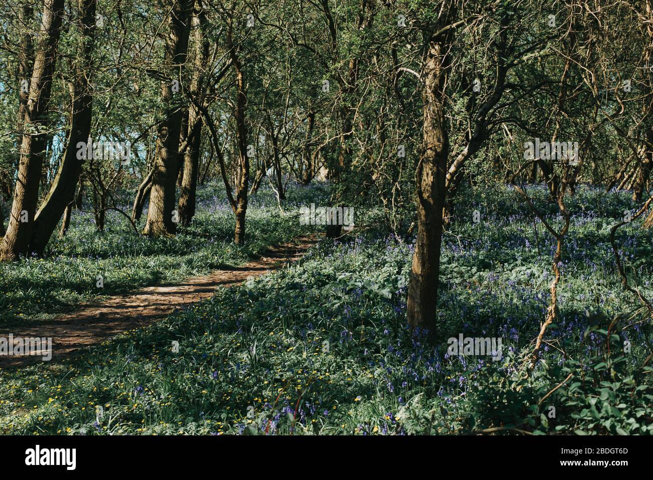 Pathway through the bluebells in Dole Wood Thurlby Lincolnshire Stock Photo