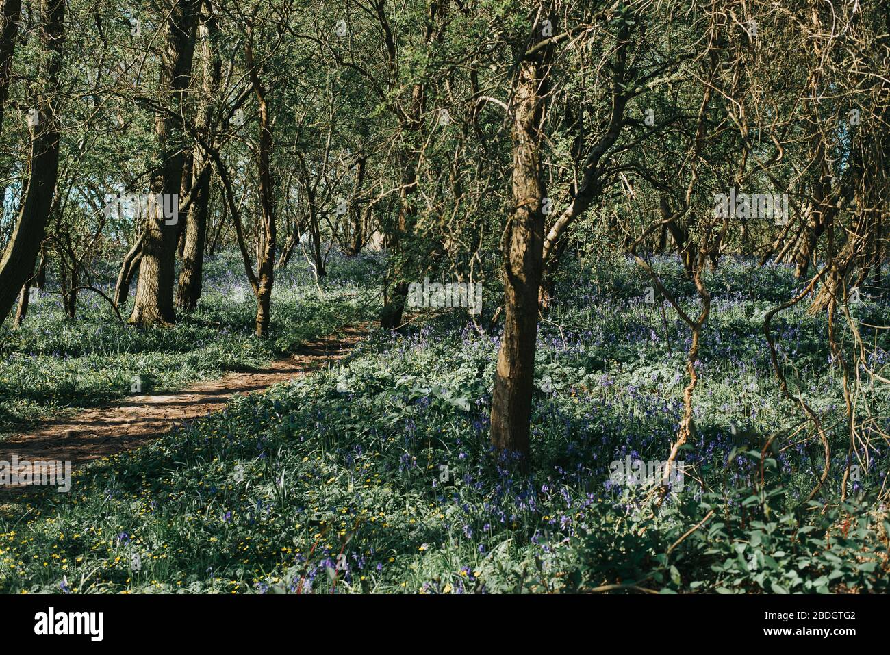 Pathway through the bluebells in Dole Wood Thurlby Lincolnshire Stock Photo