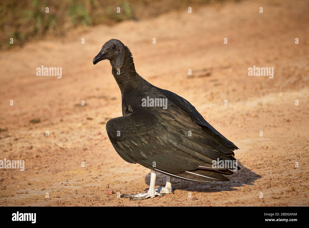 american black vulture , Coragyps atratus brasiliensis, VULTURE, LOS LLANOS,Venezuela, South America, America Stock Photo