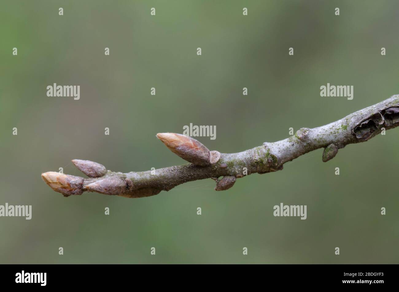 Blackjack Oak, Quercus marilandica, buds Stock Photo