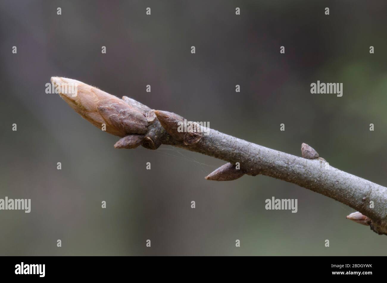 Blackjack Oak, Quercus marilandica, buds Stock Photo
