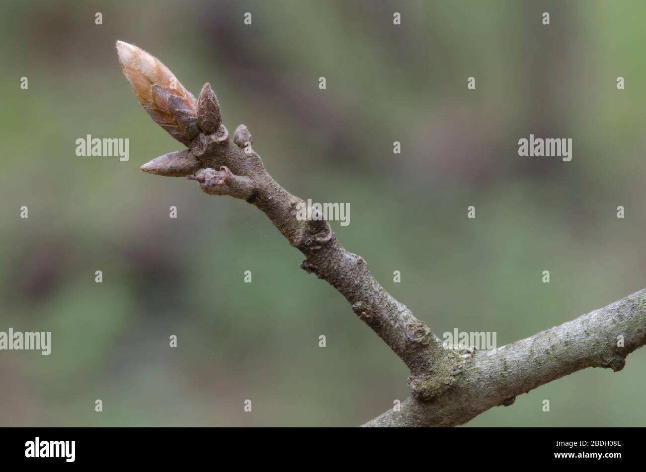 Blackjack Oak, Quercus marilandica, buds Stock Photo