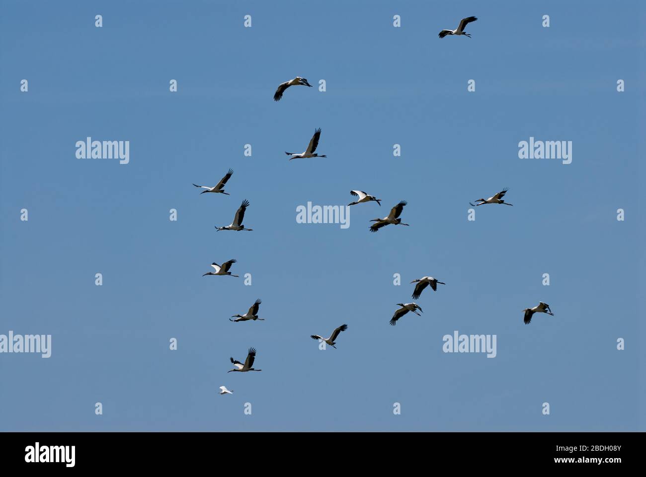 North American wood ibis or wood stork, flying, Mycteria americana, LOS LLANOS, Venezuela, South America, America Stock Photo