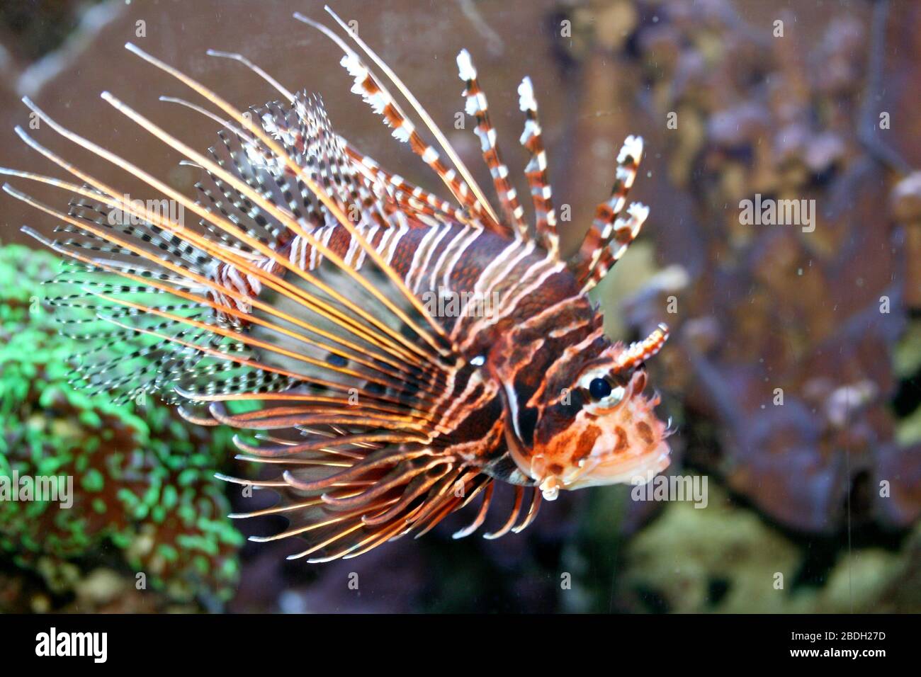 A single antenna fire fish (Pterois antennata) Ein einzelner Antennen-Feuerfisch (Pterois antennata) Stock Photo