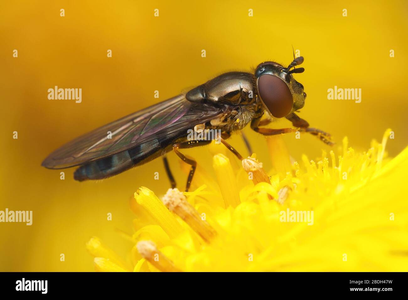 Female Platycheirus albimanus hoverfly on coltsfoot flower. Tipperary, Ireland Stock Photo