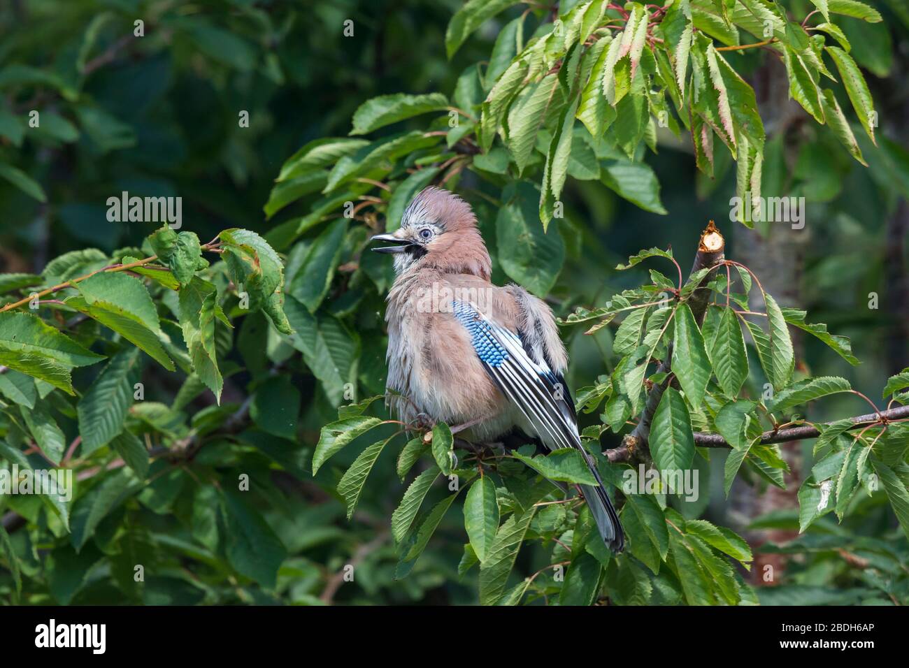 Close up of wild UK jay bird (Garrulus glandarius) isolated outdoors perching in a UK garden cherry tree fluffing up feathers. Jay feathers detail. Stock Photo