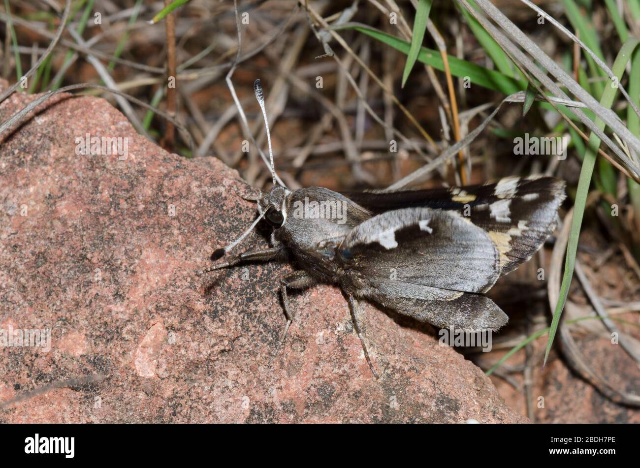 Vibrating wings hi-res stock photography and images - Alamy Vibrating wings hi-res stock photography and images - Alamy