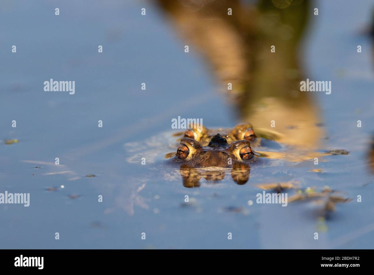 Eye level toad hi-res stock photography and images - Alamy