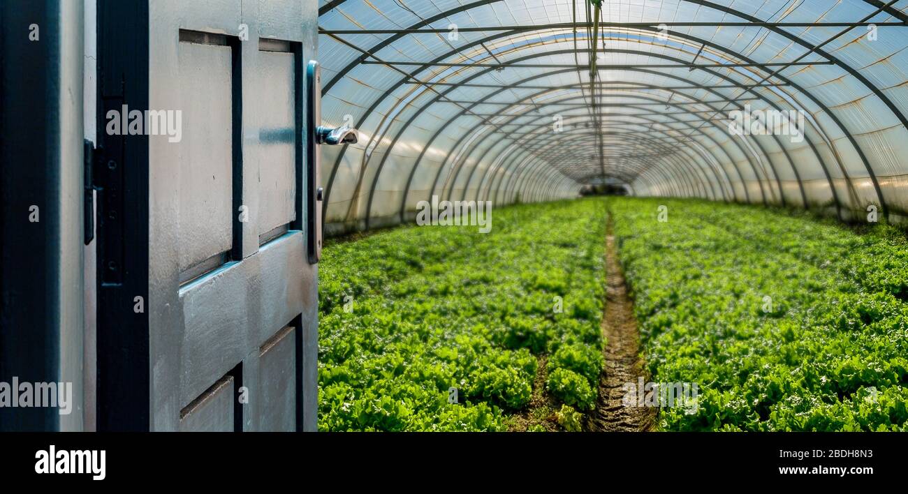Opened door concept with a greenhouse on a blurred background Stock Photo
