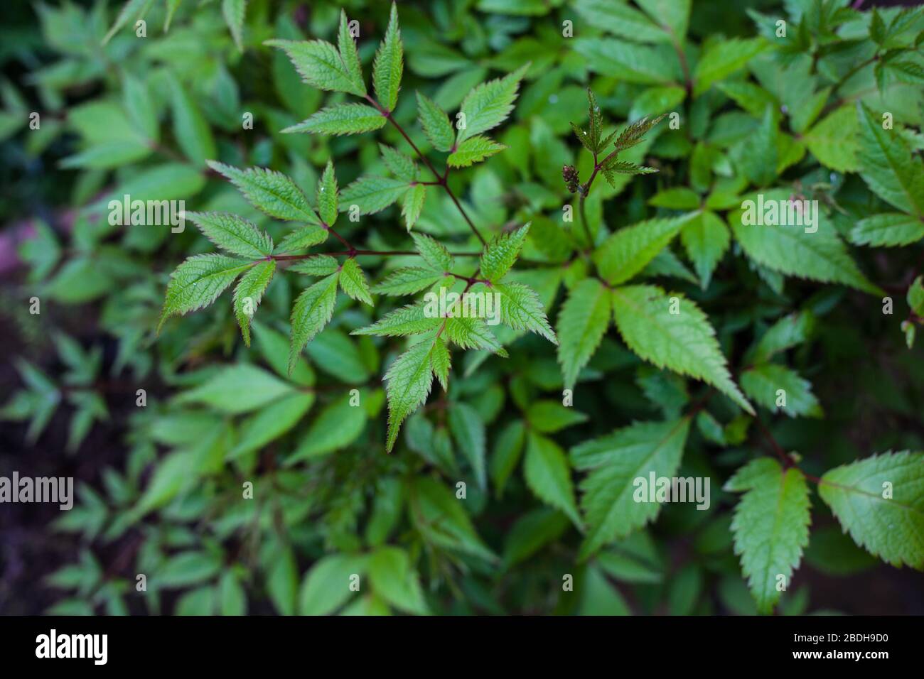 Goat's beard (aruncus dioicus) leaves Stock Photo