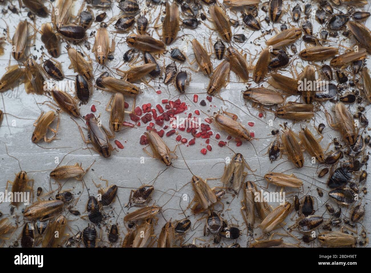 Wild life animal. closeup, the texture of indoor cockroaches, catching paws on a sticky special trap from cockroaches. Closeup Destruction and control Stock Photo