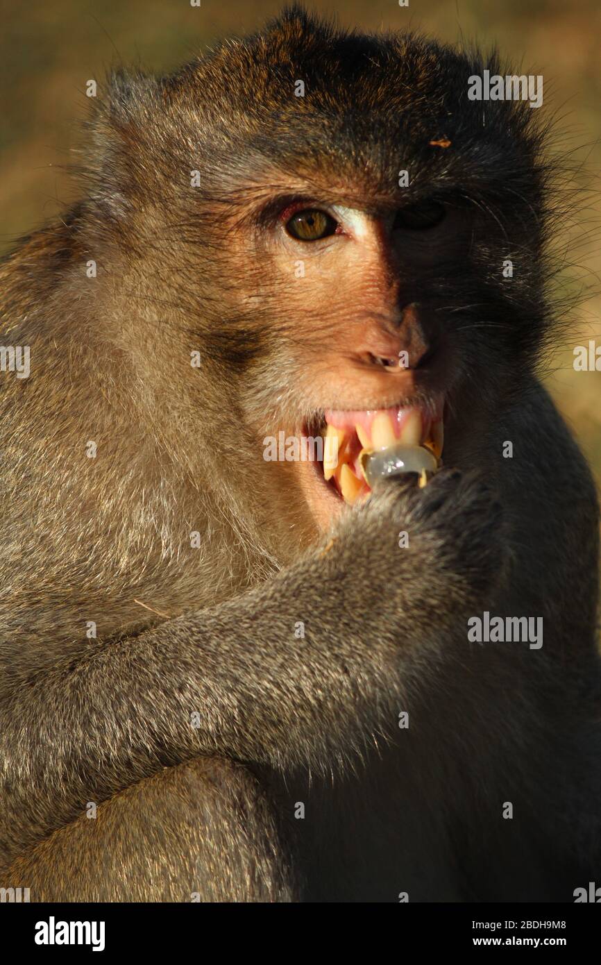 Wild Cambodian Macaque Showing Off Its Fangs Stock Photo - Alamy