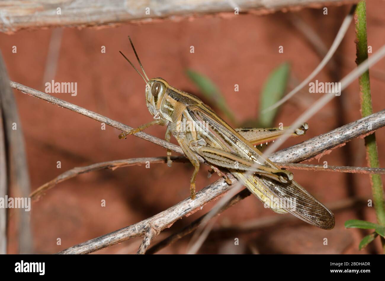 American Bird Grasshopper, Schistocerca americana, male Stock Photo