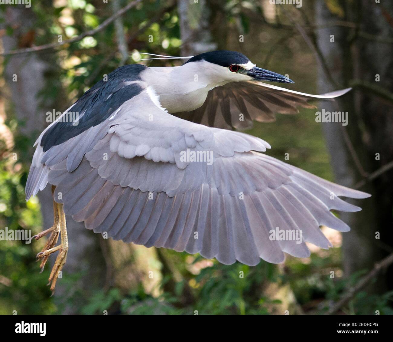 Black-crowned Night Heron bird flying with spread wings with bokeh background in its environment and surrounding. Stock Photo