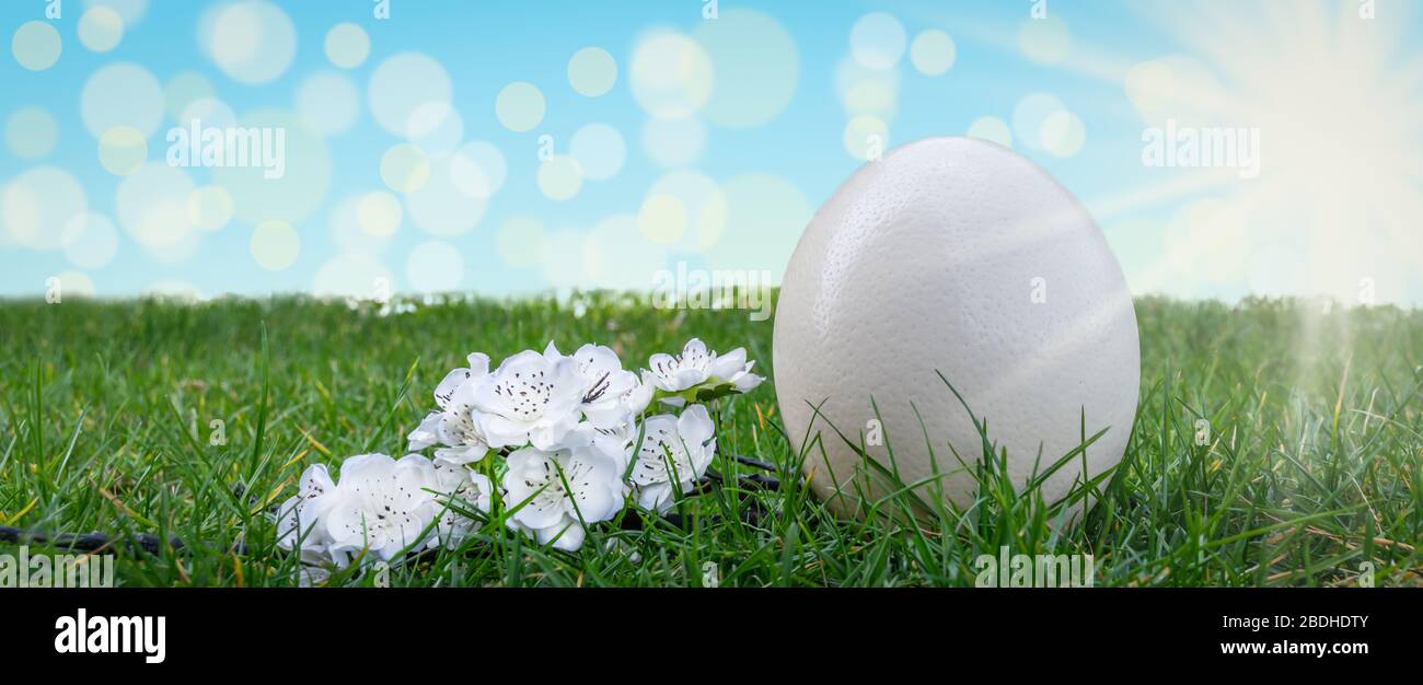 White Easter egg and blossom flower on the grass. Stock Photo