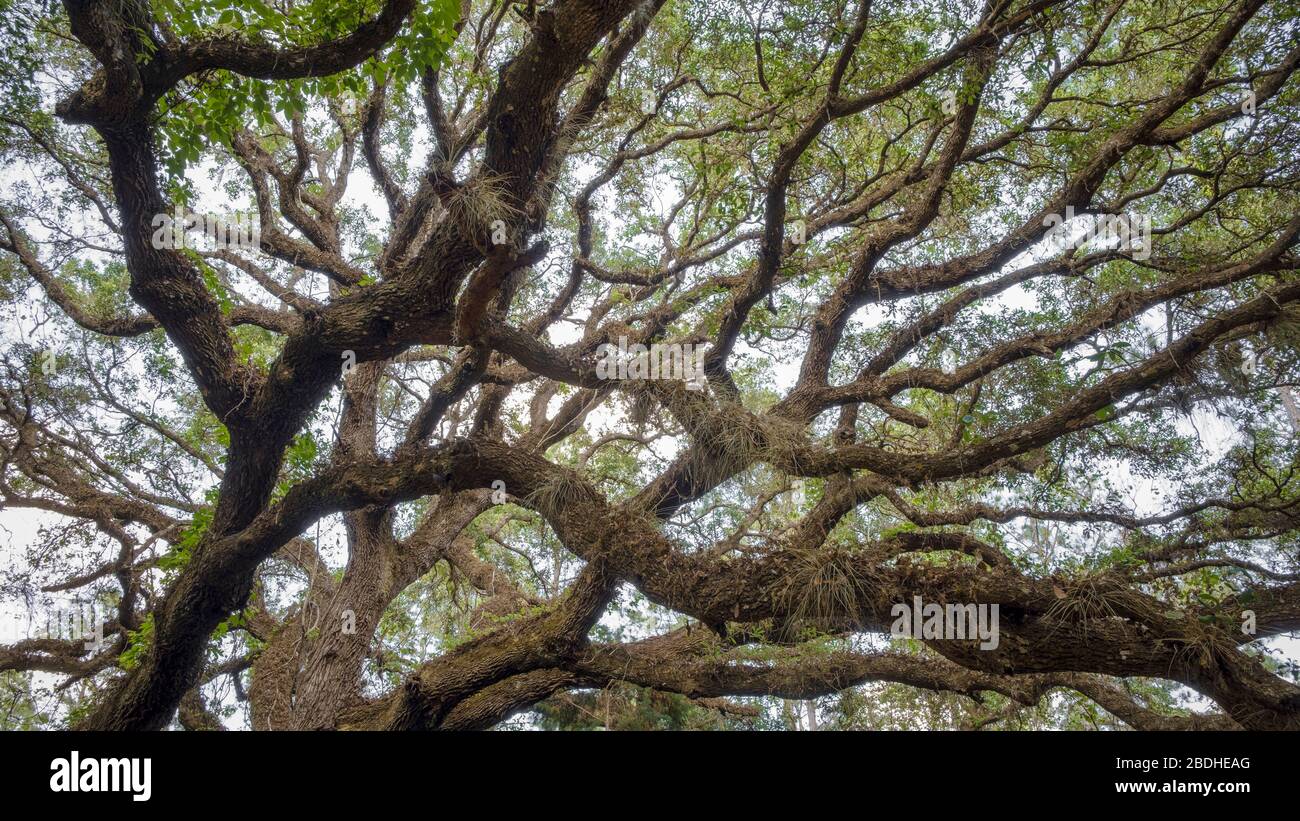 Southern Live Oak tree branches. Looking up into tree. Halpata Tastanaki Preserve. Public land in Dunnellon, Florida. Marion County. Stock Photo