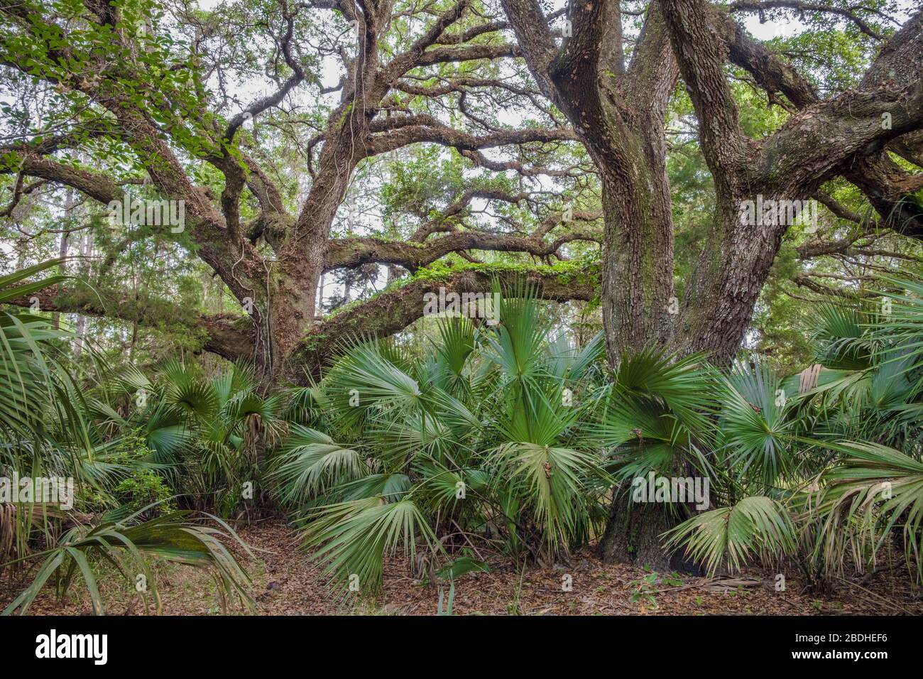 Southern Live Oak trees and palms. Looking up into tree branches. Halpata Tastanaki Preserve. Public land in Dunnellon, Florida. Marion County. Stock Photo