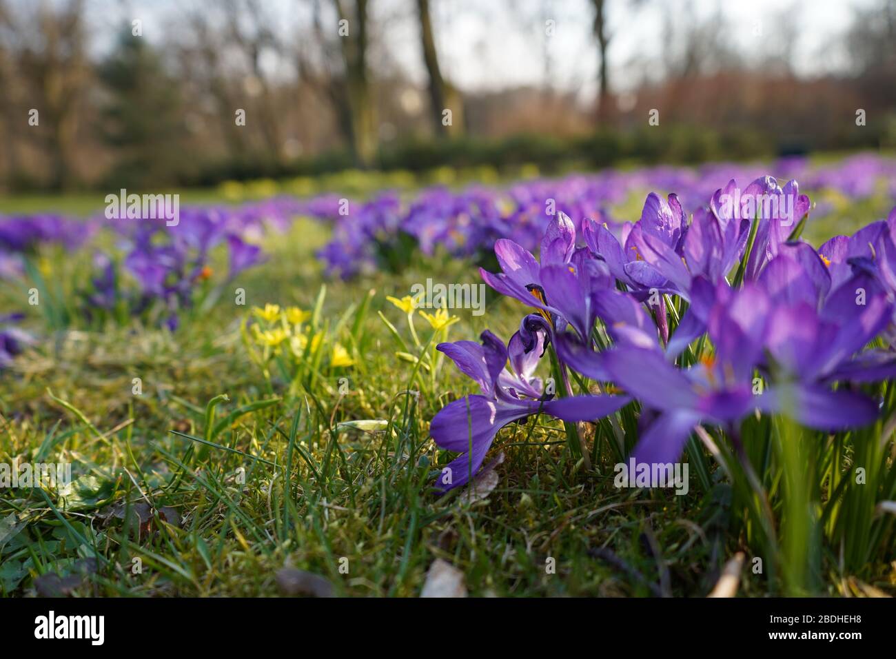 Purple crocus field blue hi-res stock photography and images - Alamy