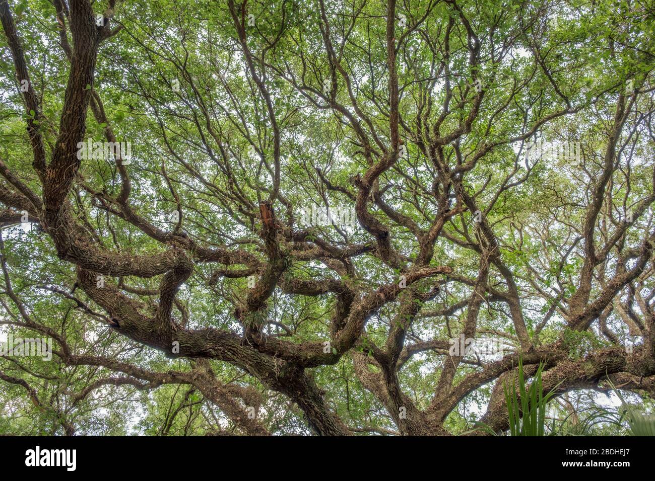 Southern Live Oak tree branches. Looking up into tree. Halpata Tastanaki Preserve. Public land in Dunnellon, Florida. Marion County. Stock Photo