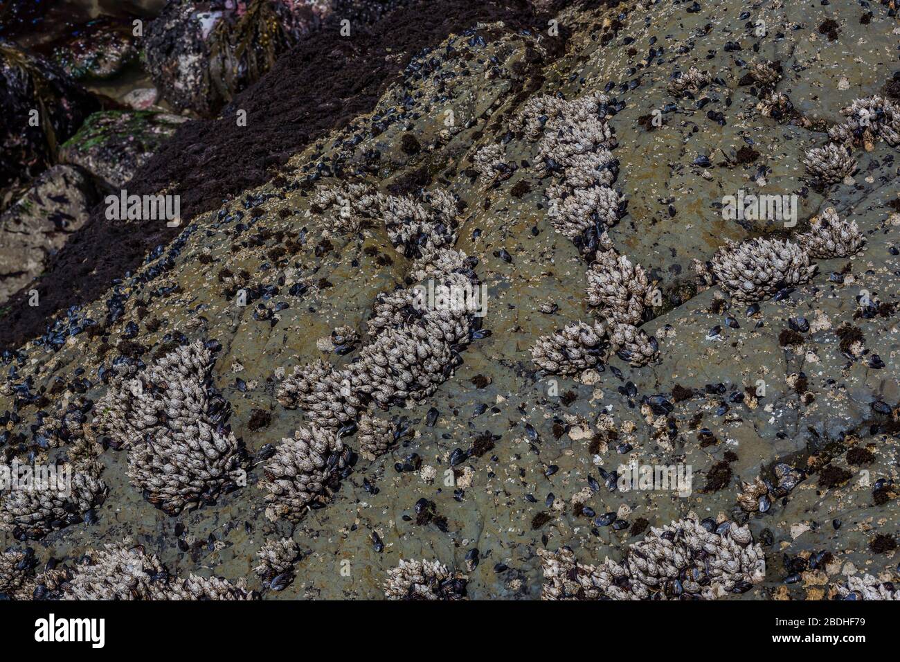 Cluster barnacles on rock hi-res stock photography and images - Alamy