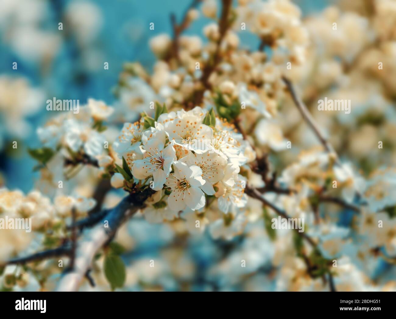 branch of a blossoming tree cherry, beautiful white flowers Stock Photo ...