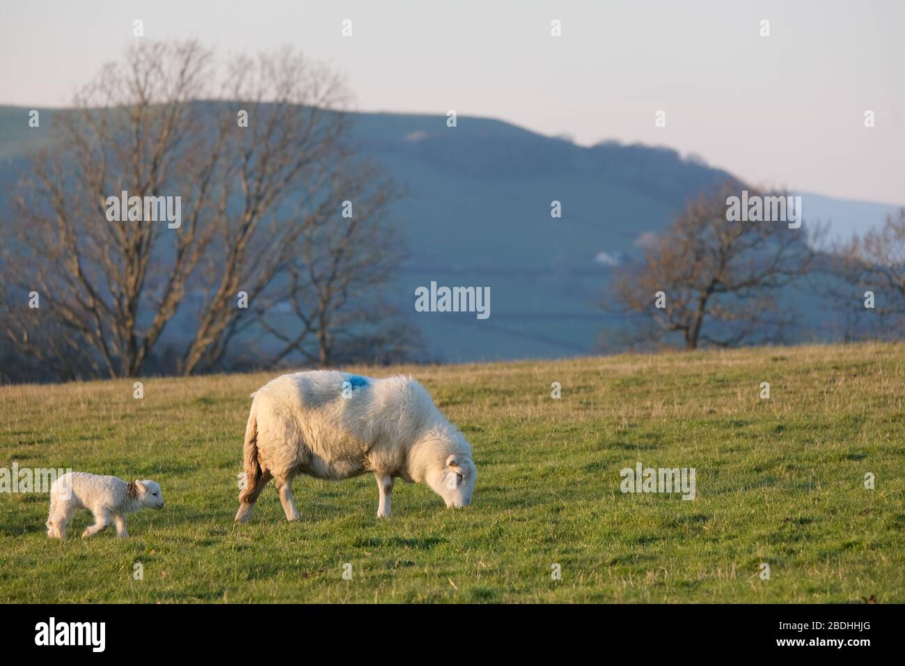 Spring time Mother sheep (ewe) and cute baby lambs Stock Photo