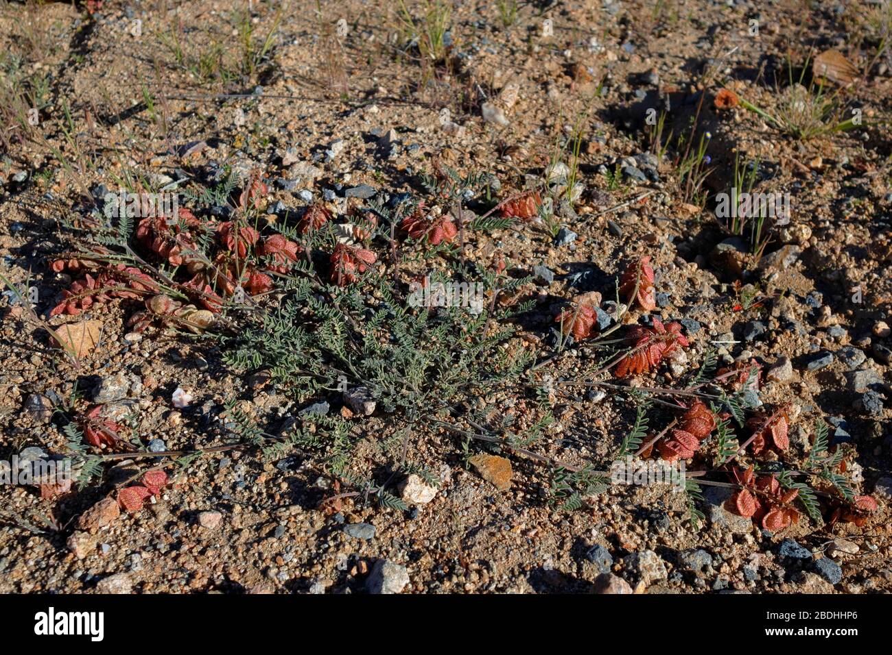 Exotic wild flowers blooming in Namaqualand Stock Photo Alamy
