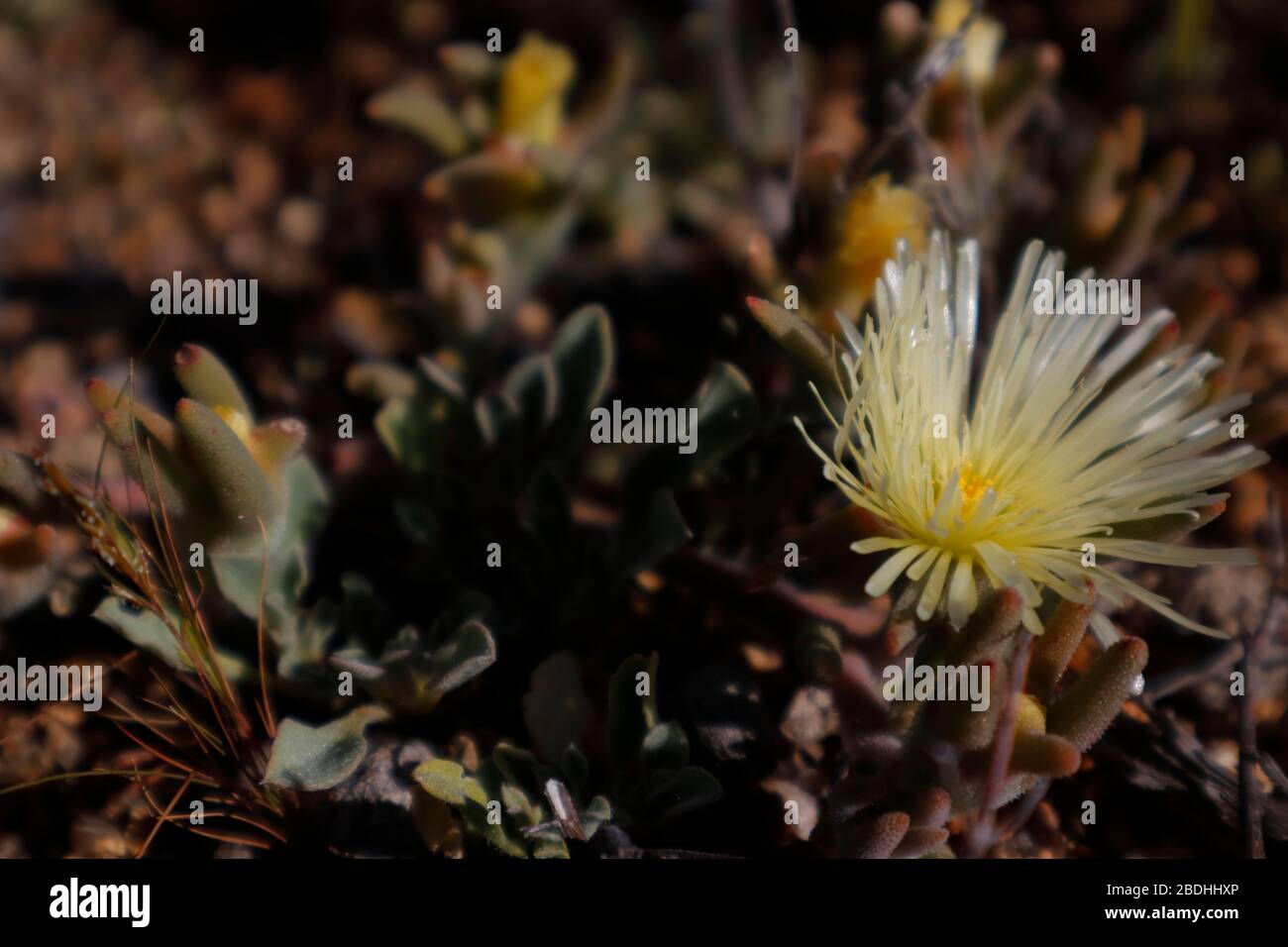 Exotic wild flowers blooming in Namaqualand Stock Photo Alamy