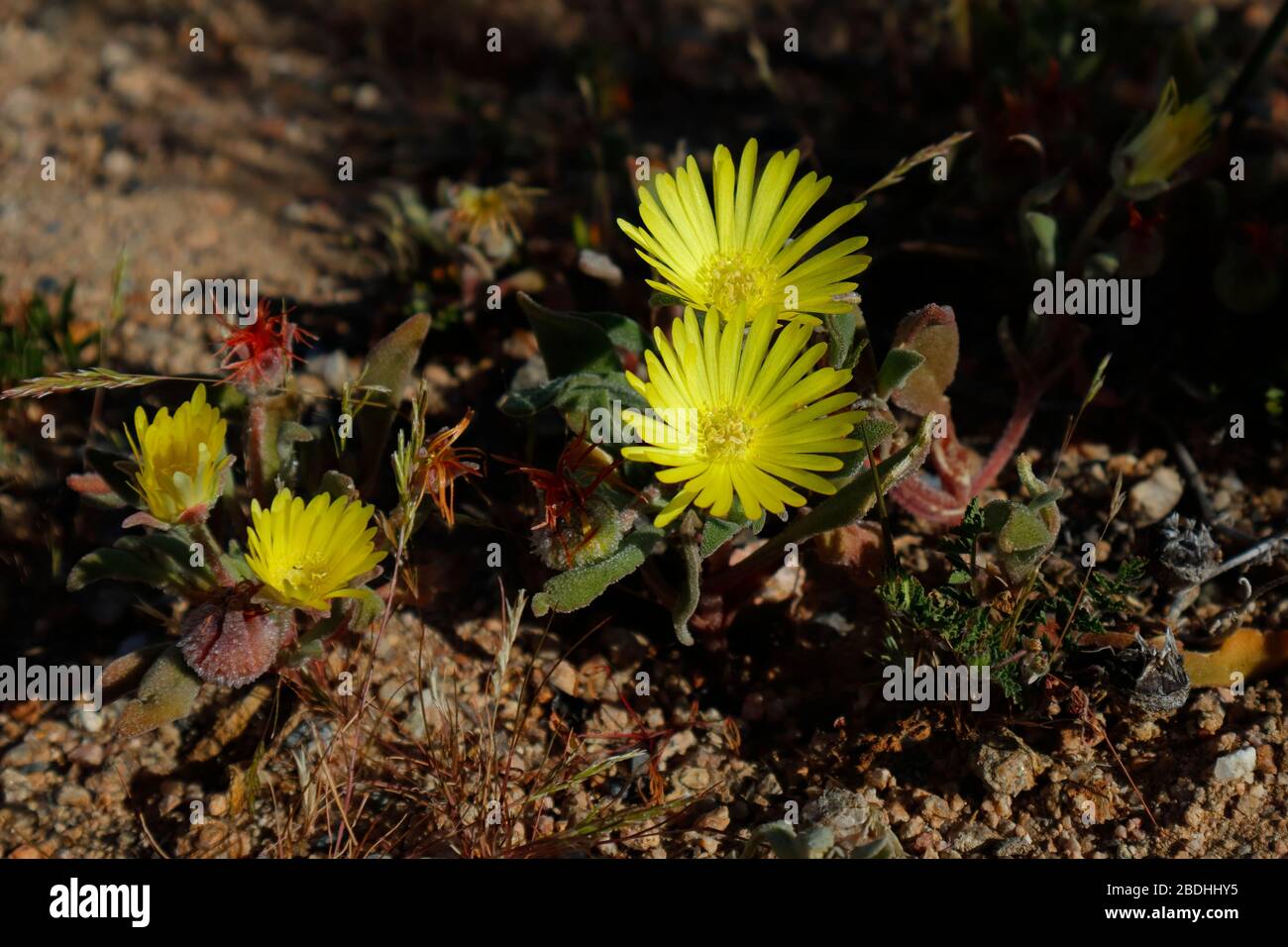 Exotic wild flowers blooming in Namaqualand Stock Photo Alamy