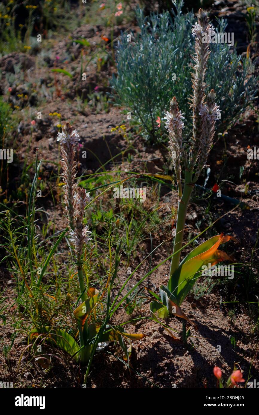 Exotic wild flowers blooming in Namaqualand Stock Photo Alamy