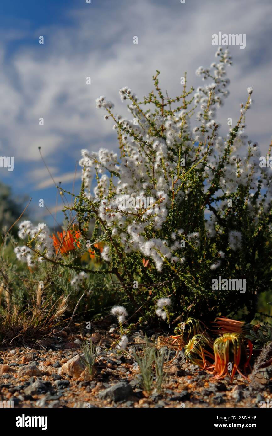 Exotic wild flowers blooming in Namaqualand Stock Photo Alamy
