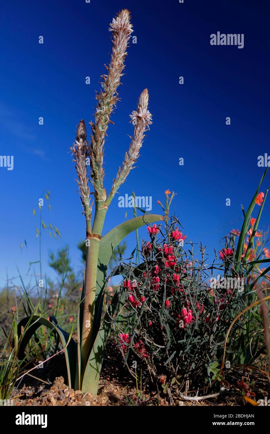Exotic wild flowers blooming in Namaqualand Stock Photo Alamy