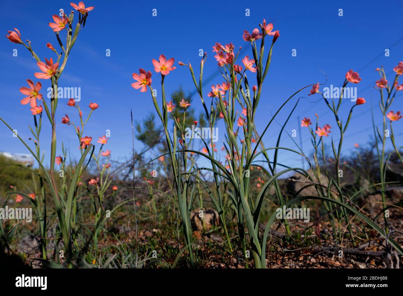 Exotic wild flowers blooming in Namaqualand Stock Photo Alamy