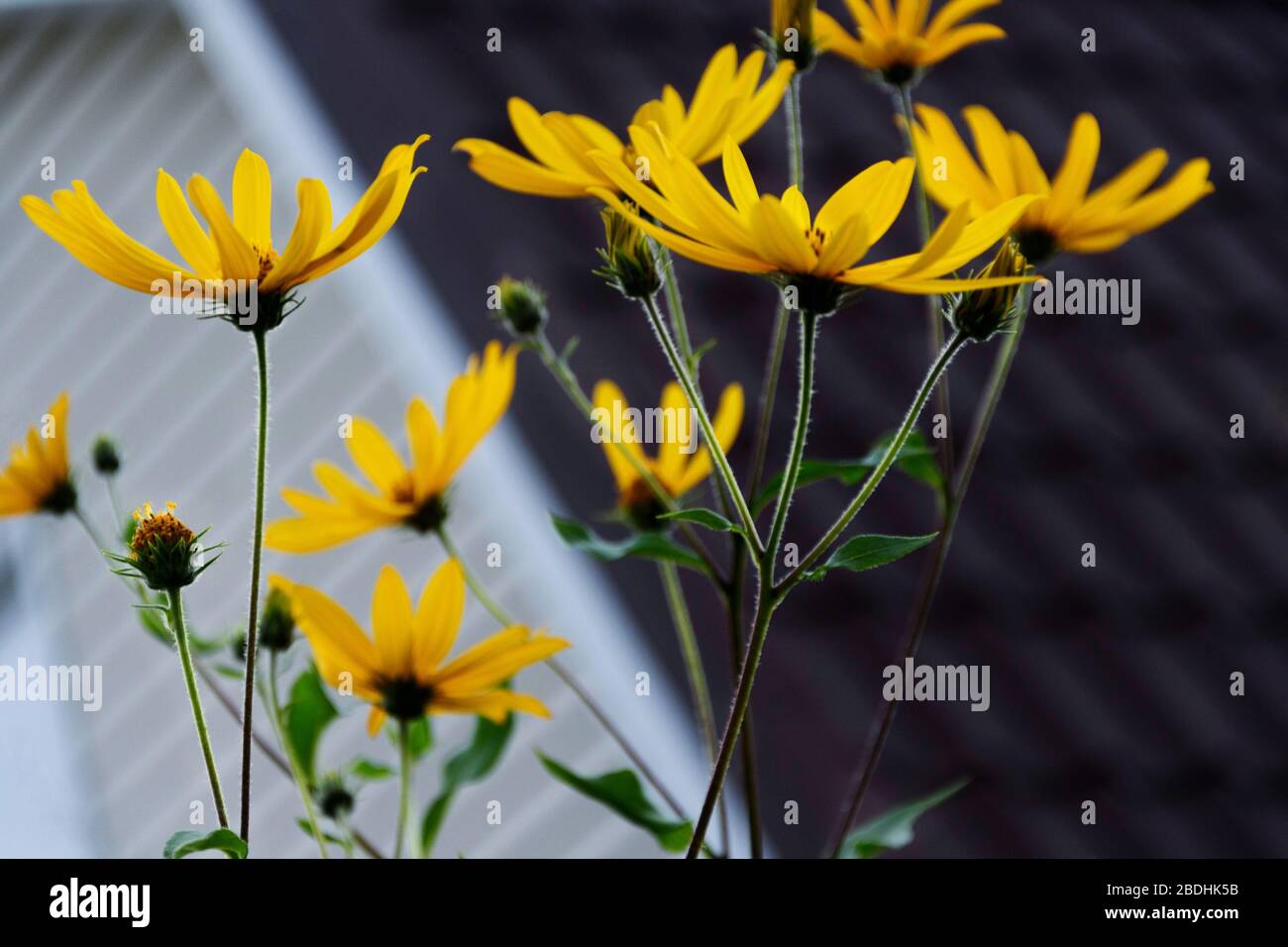 flowering Jerusalem artichoke in garden Stock Photo Alamy