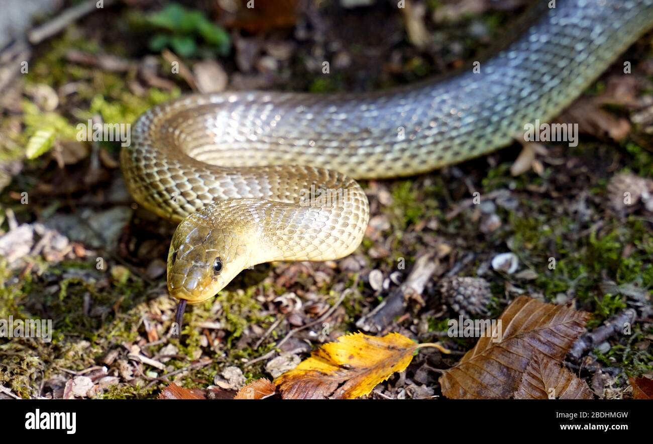 Close up of a snake Stock Photo