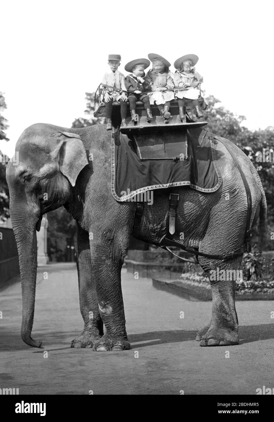 London Zoological Gardens, Elephant Ride 1913 Stock Photo Alamy