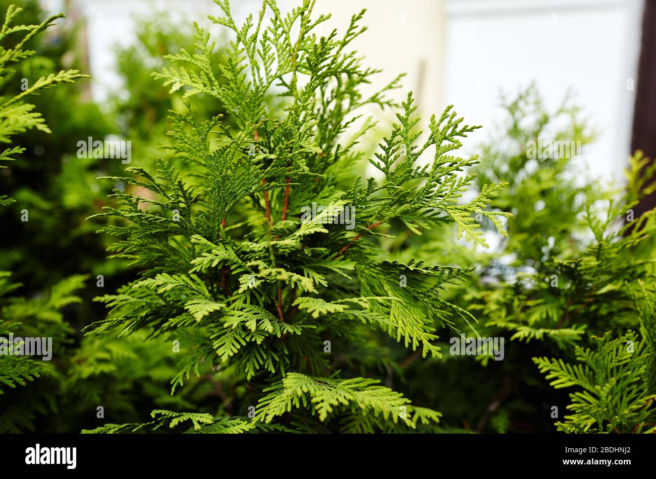 Fir tree branch close up. Christmas wallpaper concept Stock Photo - Alamy