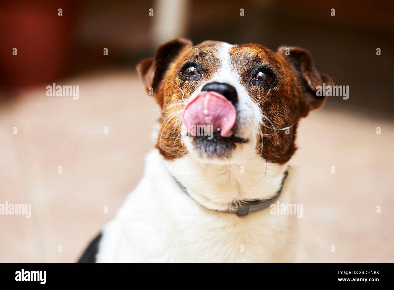 dog sticking out his tongue and posing for photography Stock Photo Alamy