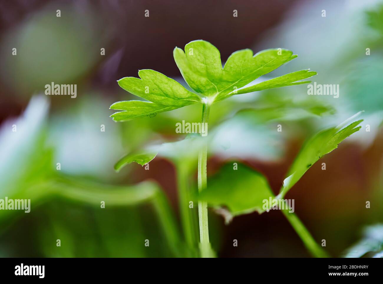 beautiful macro photography of green leaves after the rain Stock Photo
