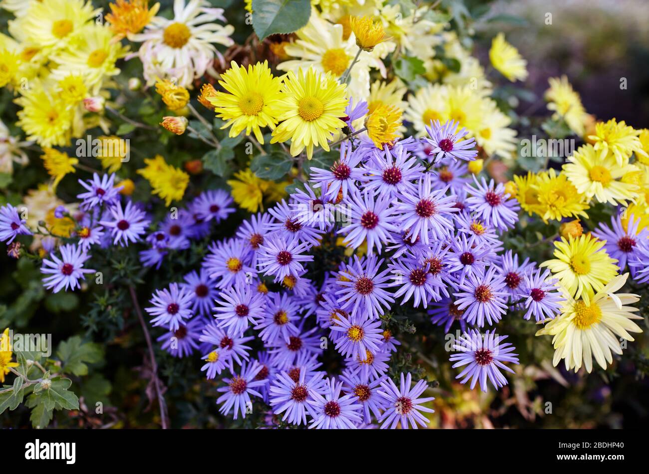 Floral background and natural pattern with violet aromatic aster (symphyotrichum oblongifolium) and yellow chrysanthemum flowers blooming in the park Stock Photo